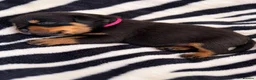 Rottweiler dogs for sale: KC Registered Rottweilers puppies  - Advert 3