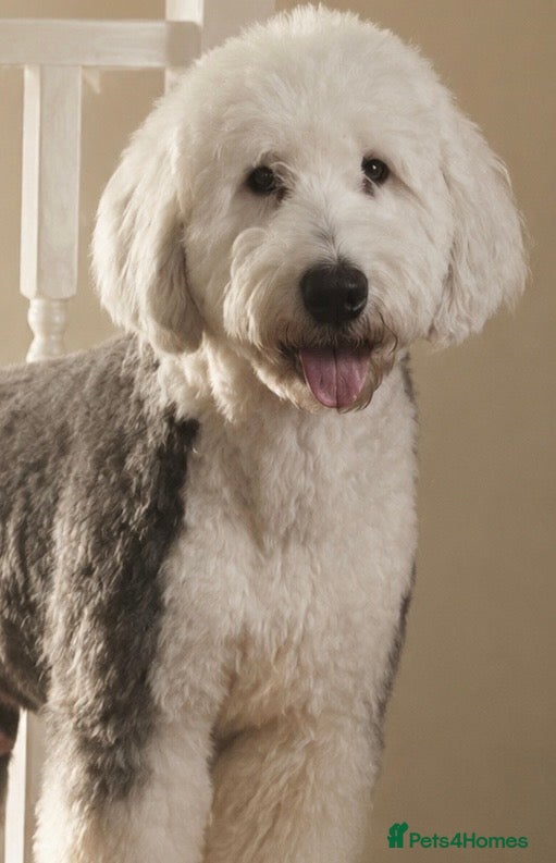 Sheepadoodle dogs for sale: Sheepadoodle pups - Advert 2