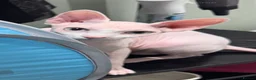Sphynx cats for sale: Urgent Rehoming Canadian Sphynx  - Advert 5
