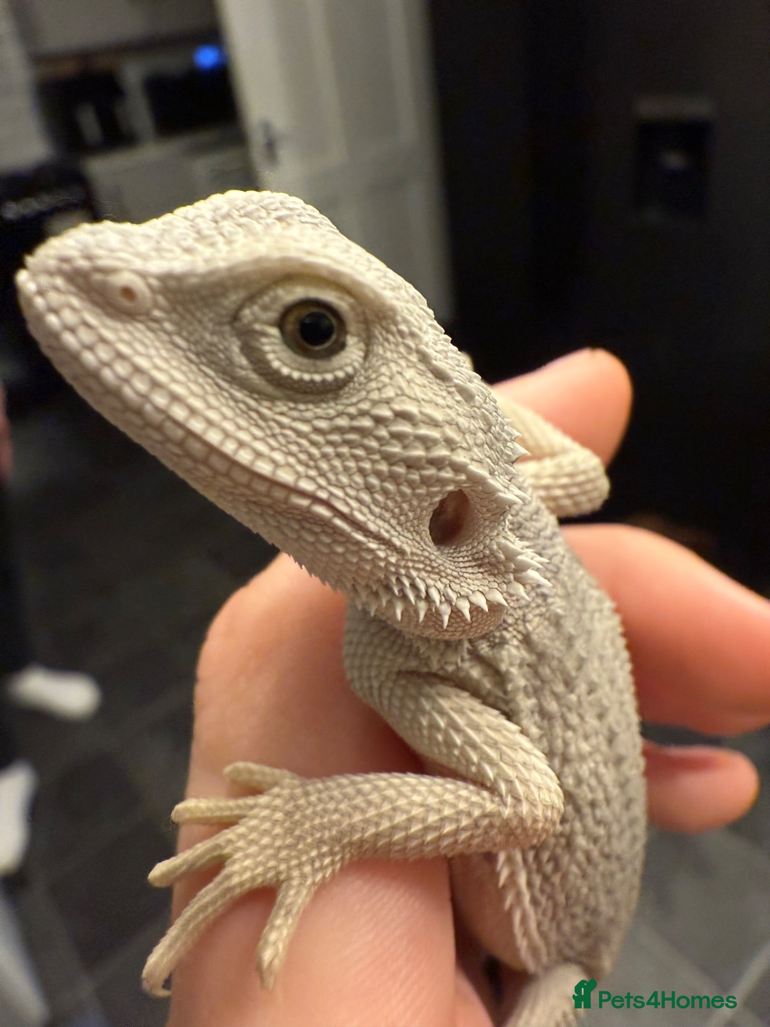 Bearded Dragon reptiles Hypo zero -echo - Advert 1