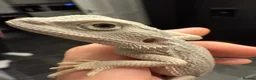 Bearded Dragon reptiles for sale: Hypo zero -echo - Advert 1