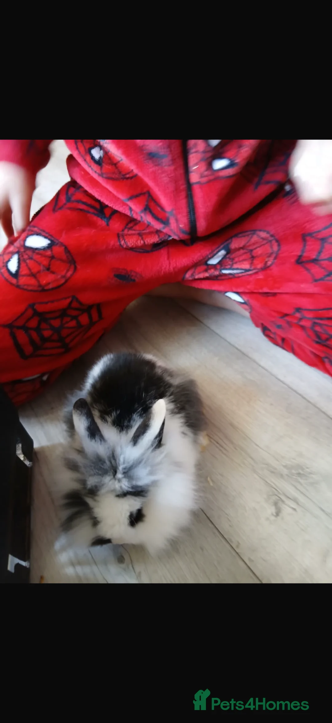 Mini Lion Lop rabbits for sale: 4 bonded mini lion lops  - Advert 4