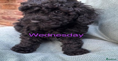 Cavapoo dogs - Advert 12