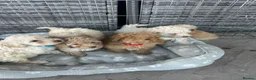 Jackapoo dogs for sale: Beautiful Jackapoos for sale  - Advert 14