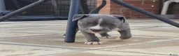 Staffordshire Bull Terrier dogs for sale: Blue Staffordshire bull terrier puppies 🐶🐕🐾 - Advert 3