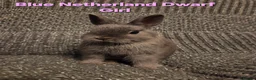 Netherland Dwarf rabbits for sale: Himalayan Netherland Dwarf BOY & Blue GIRL - Advert 11