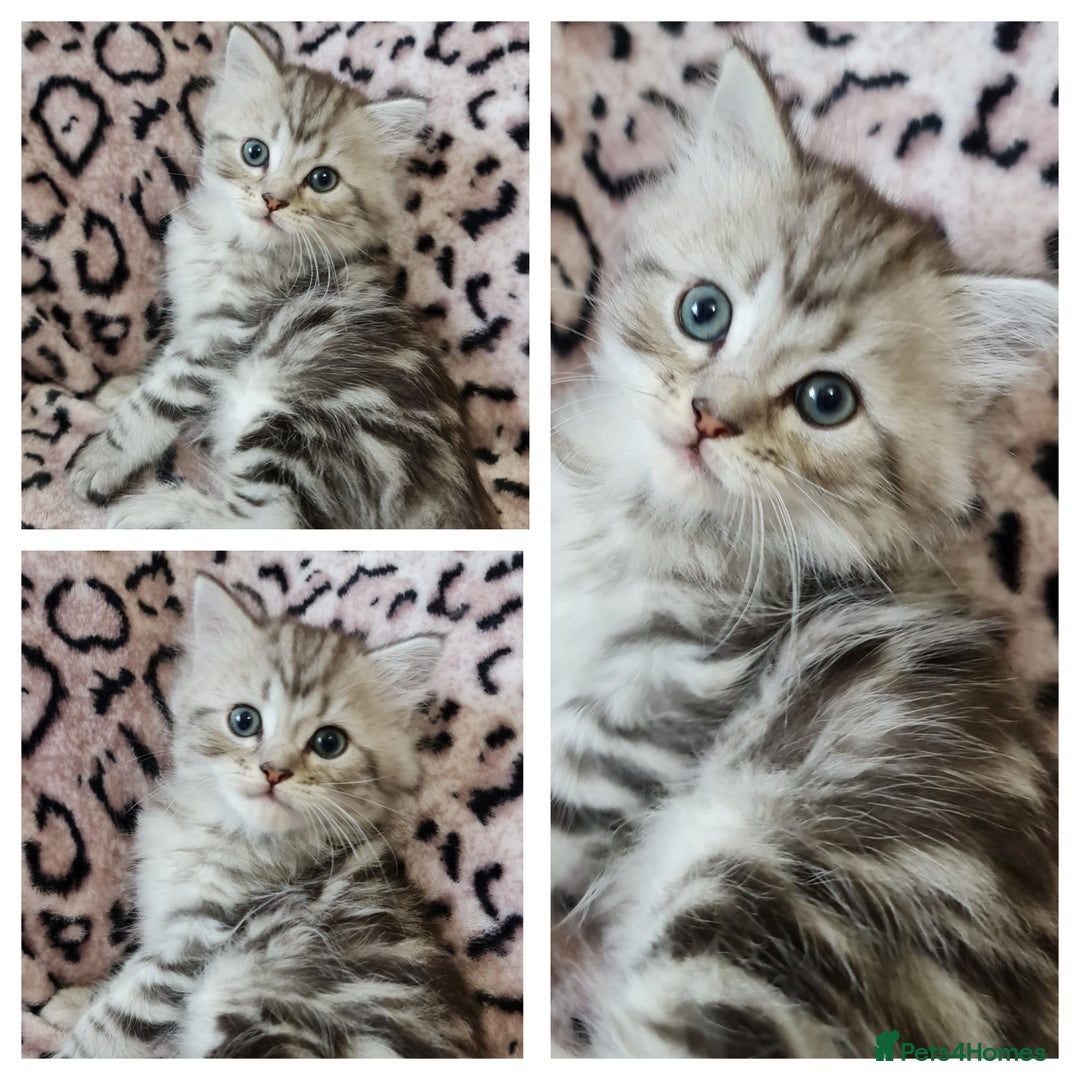Perdoll cats for sale: Perdoll Kittens only boys - Image 3