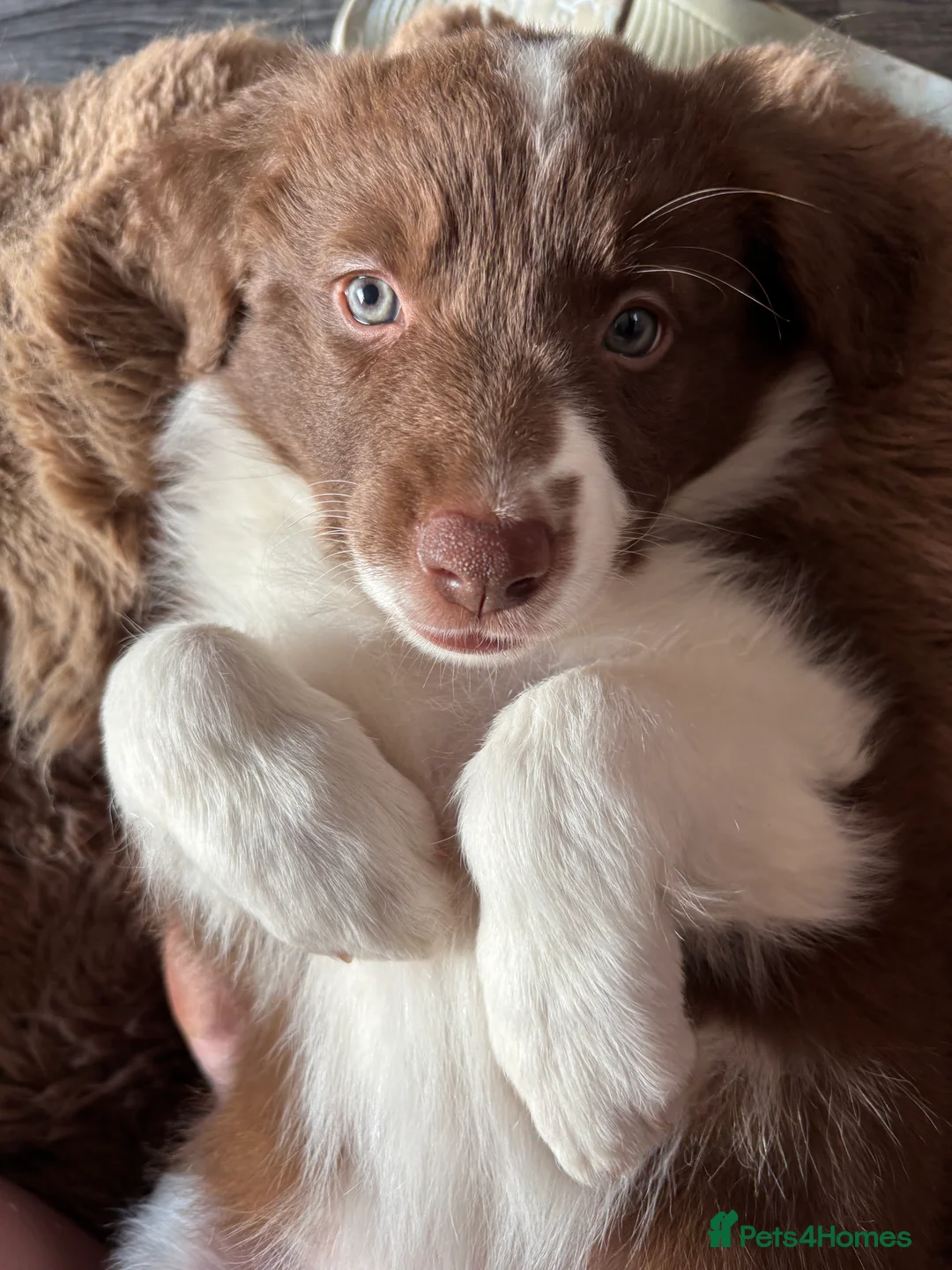 Border Collie dogs for sale: 4 border collie puppies - Advert 13