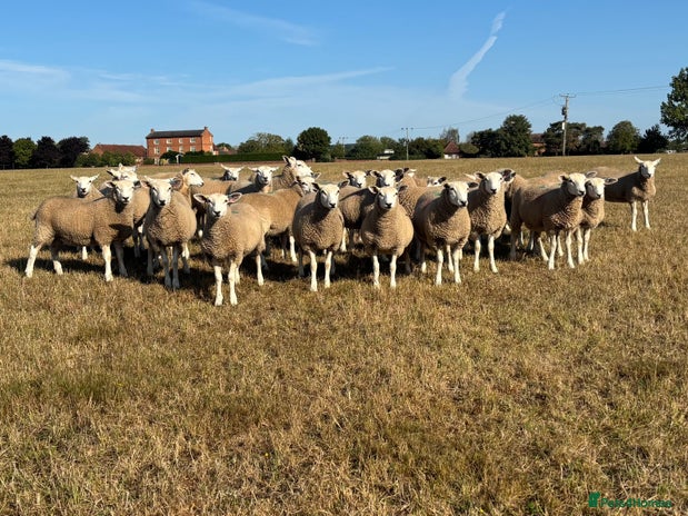 Sheep livestock - Advert 1