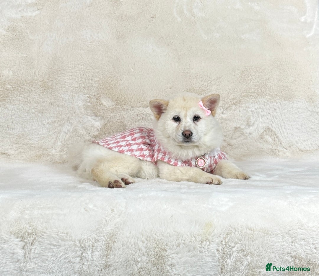 Chow Chow dogs for sale: Stunning genuine chowsky puppies for sale  - Image 24