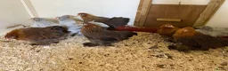 Chickens poultry for sale: Female bantams- Silkies, Polish, Pekins and Booted - Advert 3