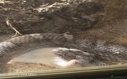 Corn Snake reptiles for sale: 5ft corn snake and viv - Advert 5