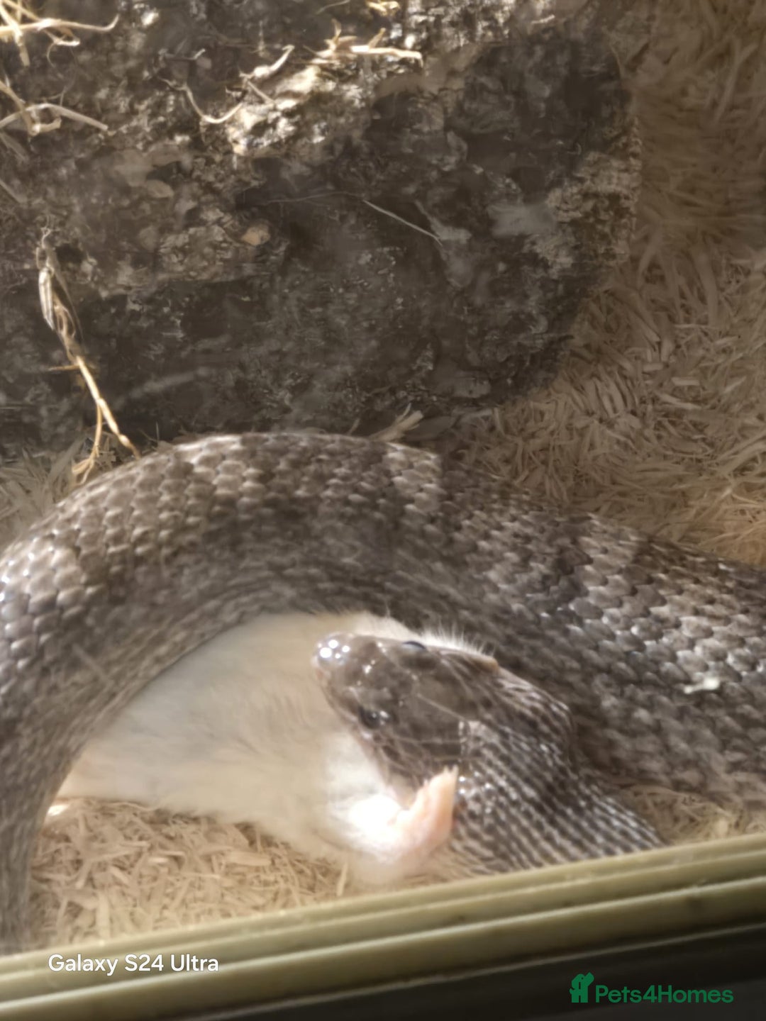 Corn Snake reptiles for sale: 5ft corn snake and viv - Advert 5