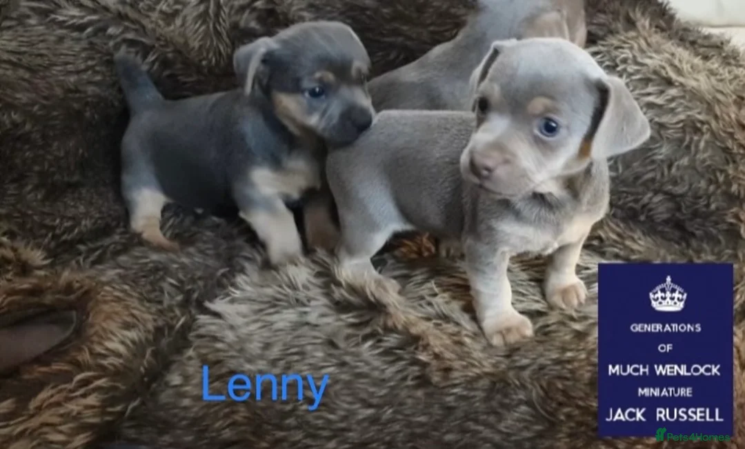 Jack Russell dogs for stud: Lenny Son of Much Wenlock Louie in Wokingham - Advert 6