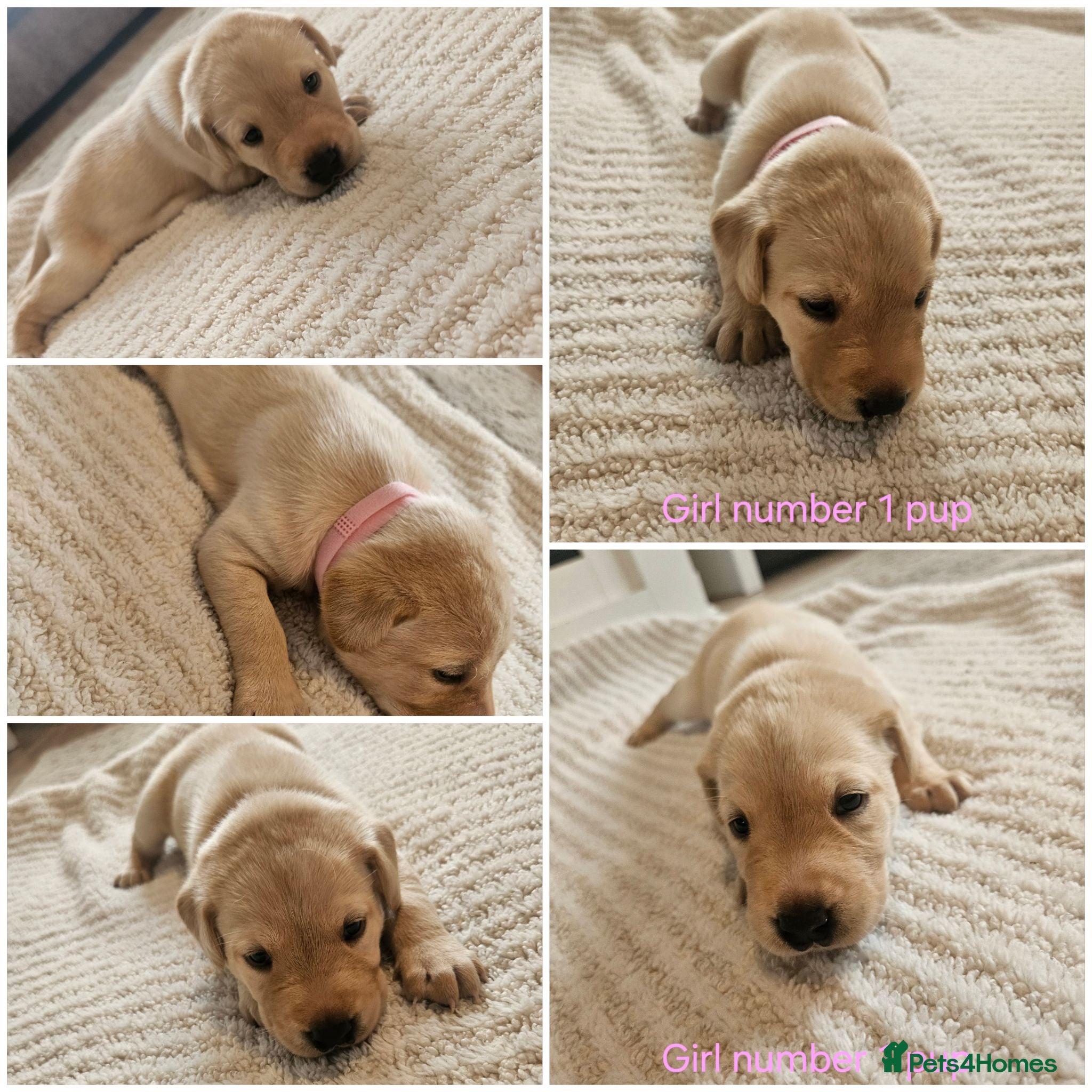 Labrador Retriever dogs 🐾 KC Registered Labrador Puppies – Red/Yellow 🐾 - Advert 1