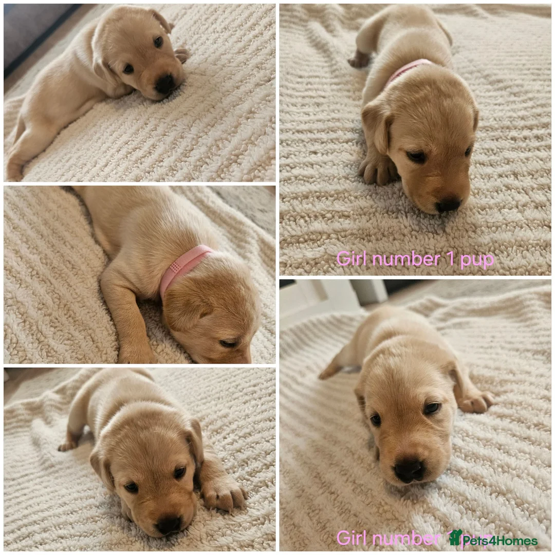 Labrador Retriever dogs for sale: 🐾 KC Registered Labrador Puppies – Red/Yellow 🐾 - Advert 1