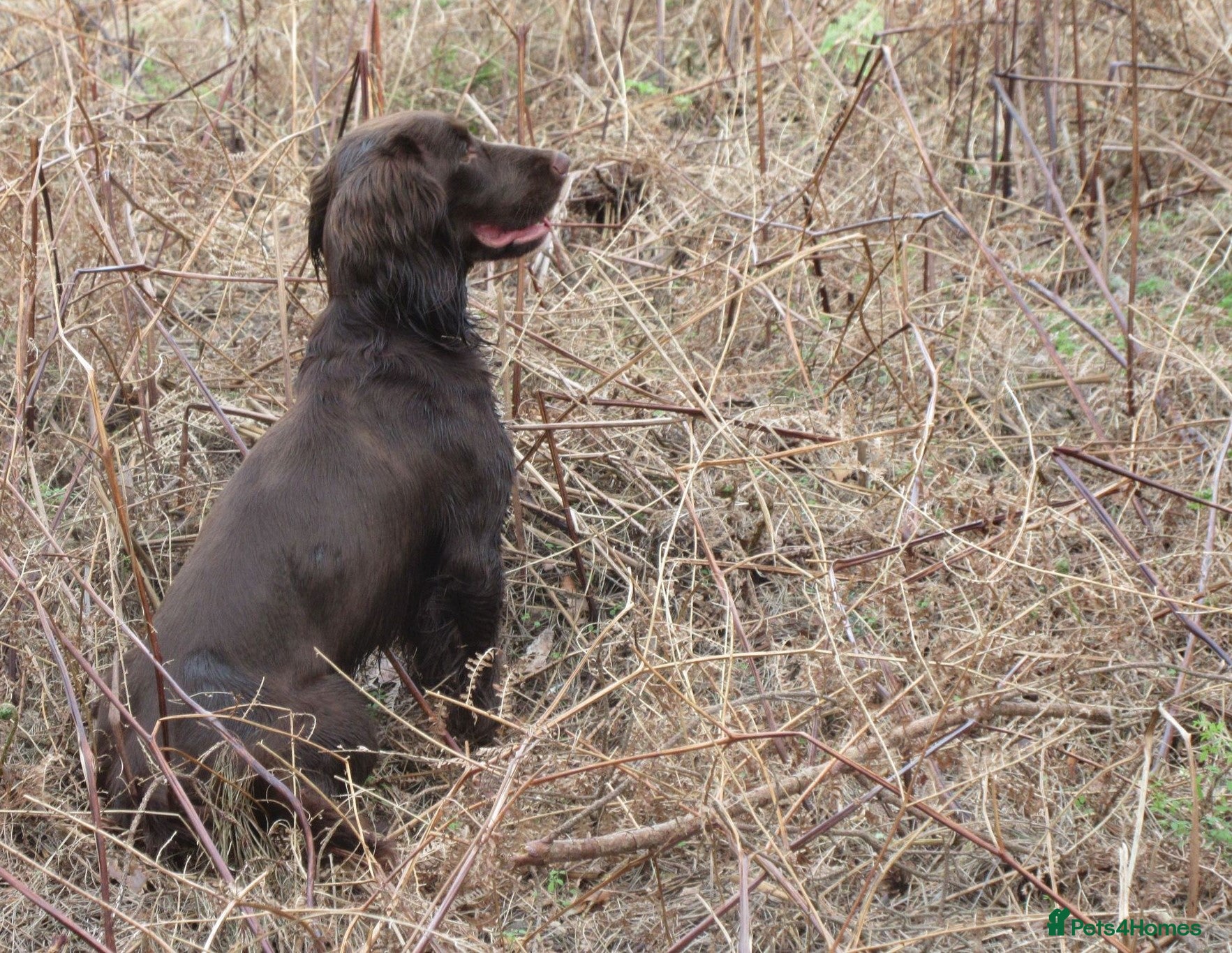 Cocker Spaniel dogs Cocker spaniel stud  in Wisbech - Advert 20