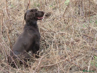 Cocker Spaniel dogs Cocker spaniel stud in Wisbech - Advert 5