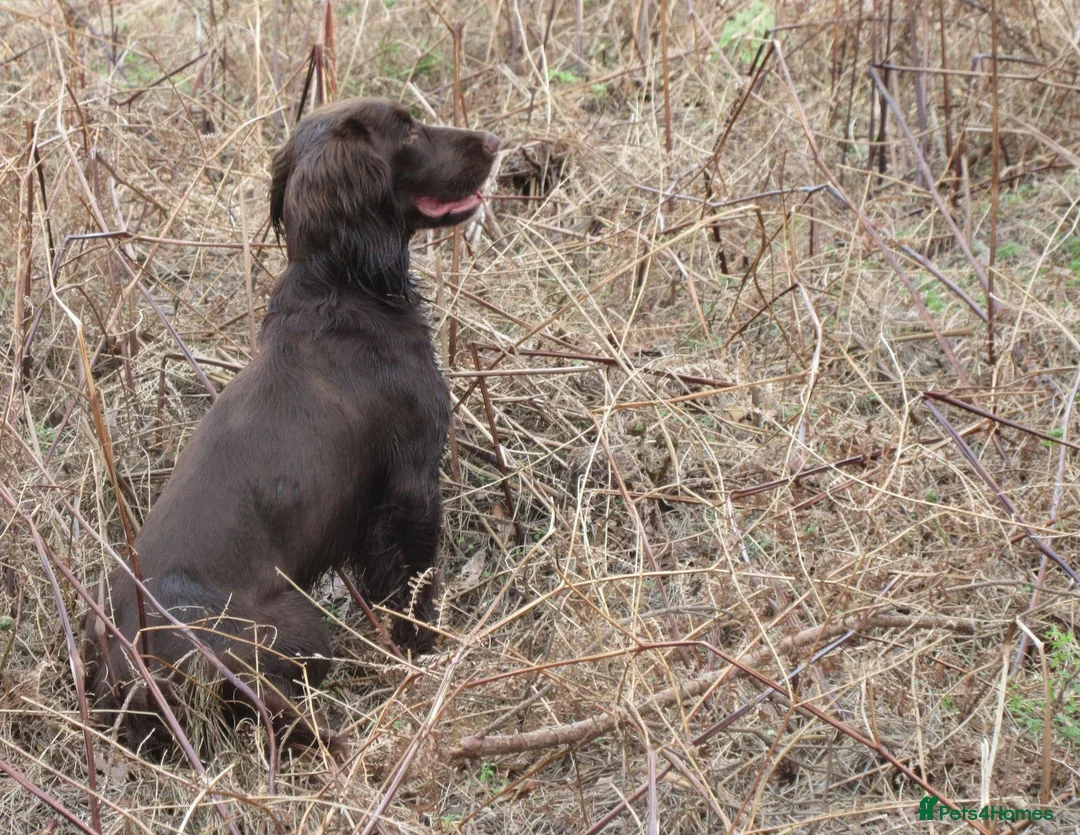 Cocker Spaniel dogs for stud: Cocker spaniel stud  in Wisbech - Advert 1