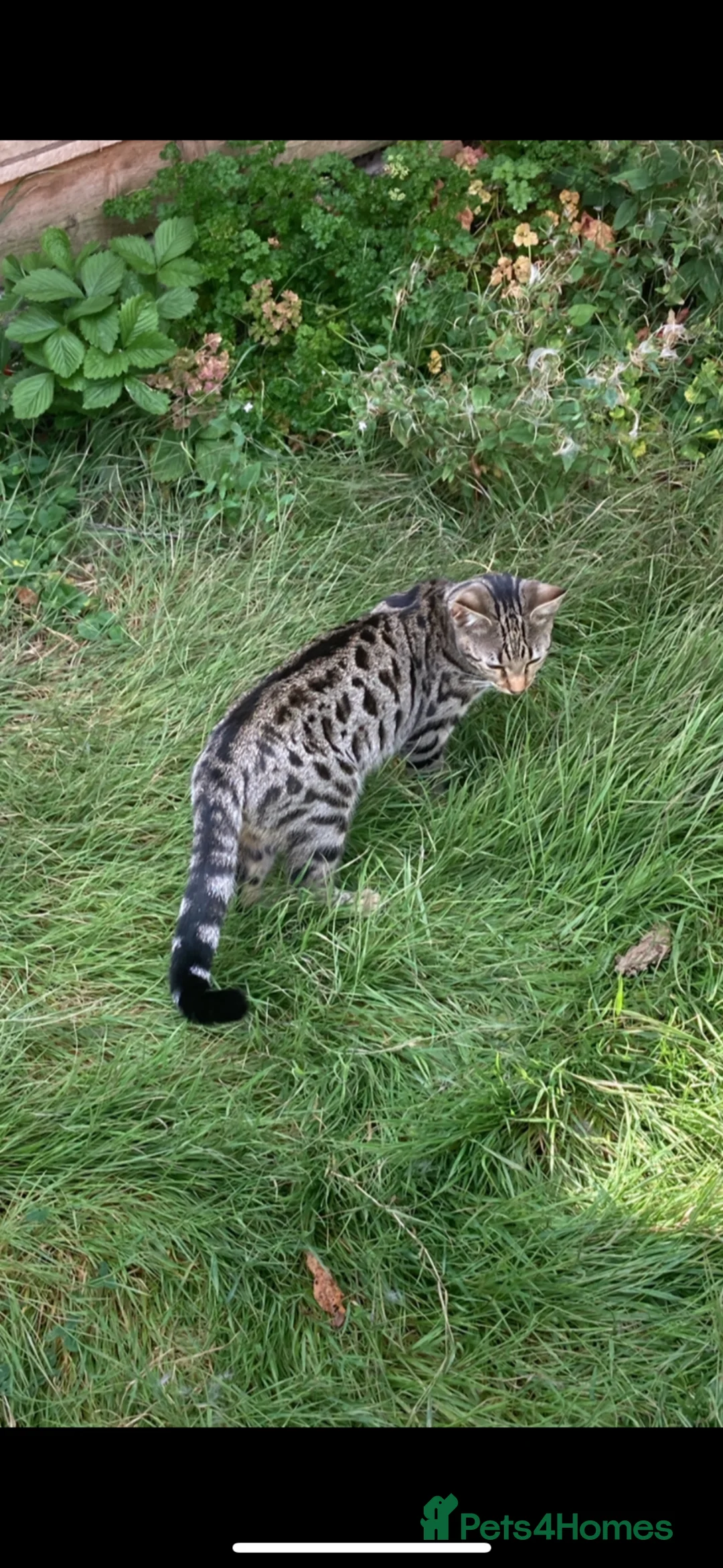 Bengal cats for sale: 4 Lovely bengals - ready to leave - Advert 13