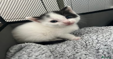 Mixed Breed cats - Advert 14