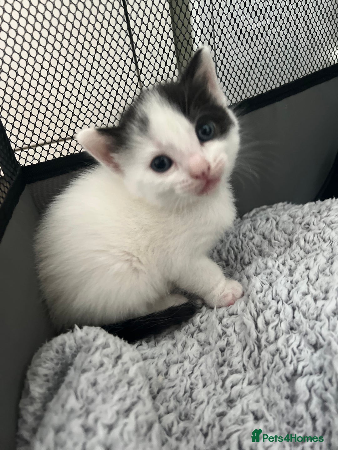Mixed Breed cats for sale: REDUCED: 2 friendly kittens remain- regime 26/8/25 - Image 1