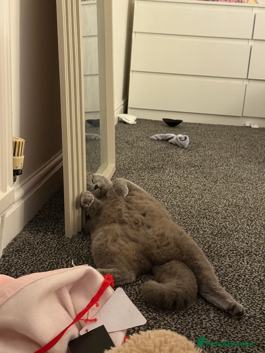 British Shorthair cats for sale: Nina The British shorthair  - Advert 14