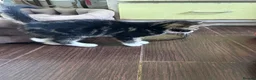 Mixed Breed cats for sale: Three friendly kittens  - Advert 8