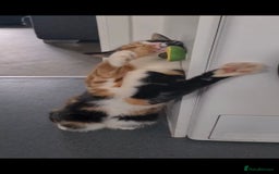 Domestic Shorthair cats for sale: Domestic Shorthair - Tortie Colouring - Advert 2