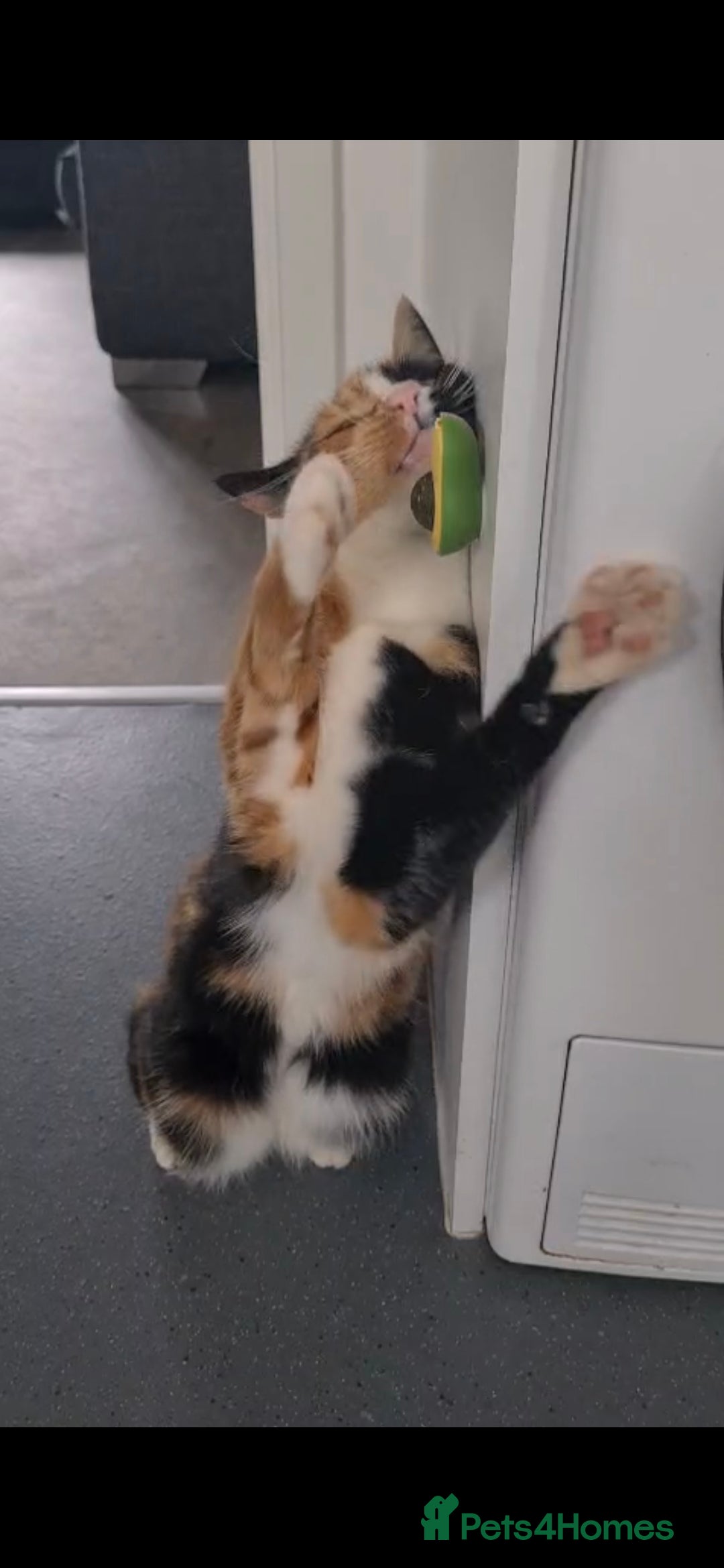 Domestic Shorthair cats for sale: Domestic Shorthair - Tortie Colouring - Advert 2