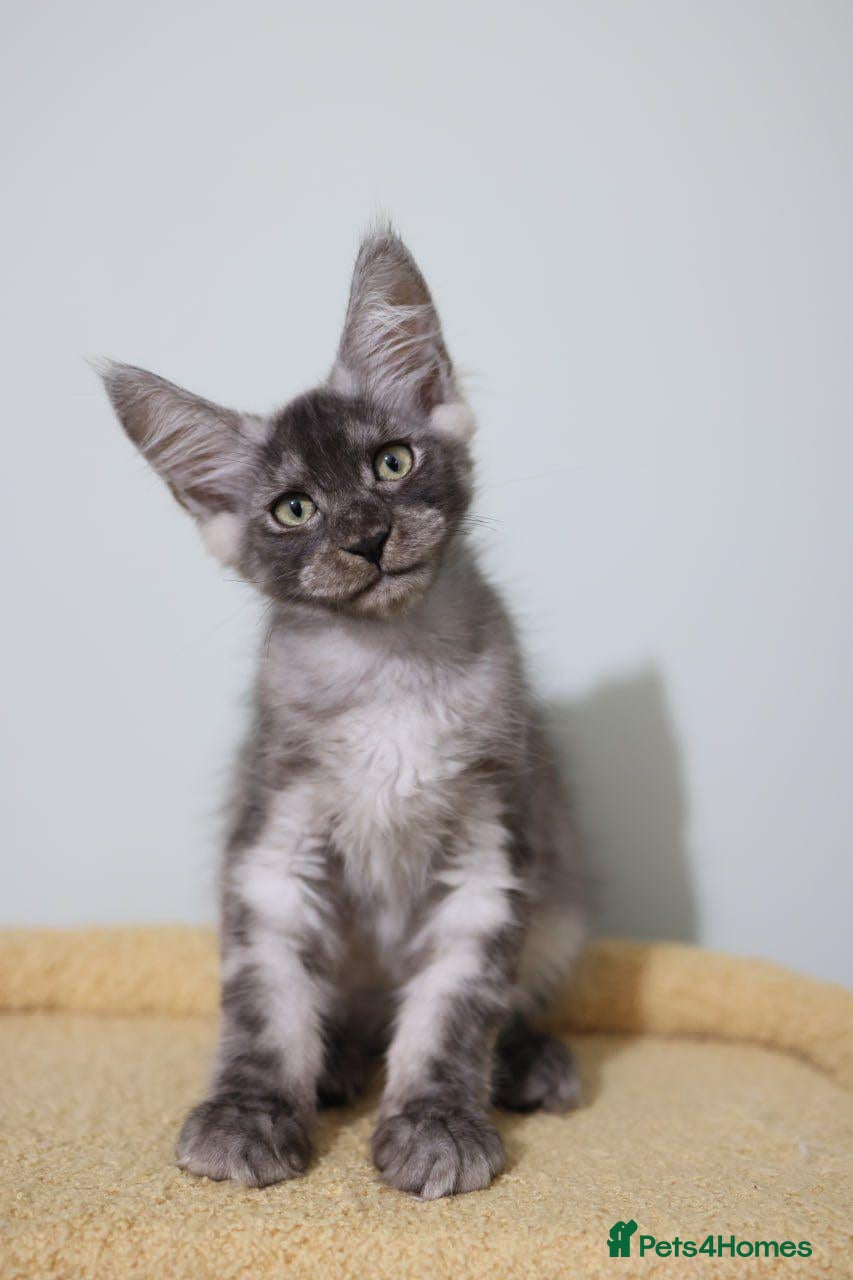 Maine Coon cats for sale: Maine Coons ready now - Advert 2