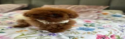 Toy Poodle dogs for sale: Adorable mini Asian poodle  - Advert 2