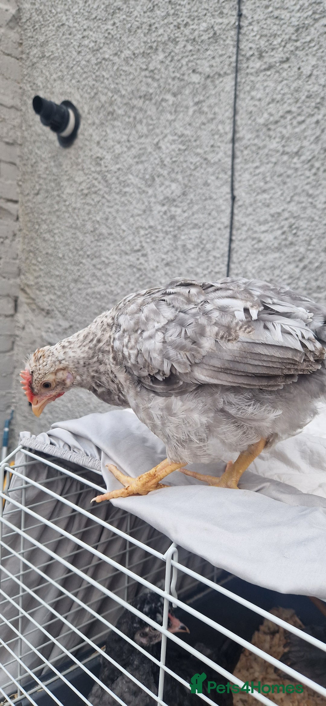 Chickens poultry for sale: Cream legbar rooster  - Image 1