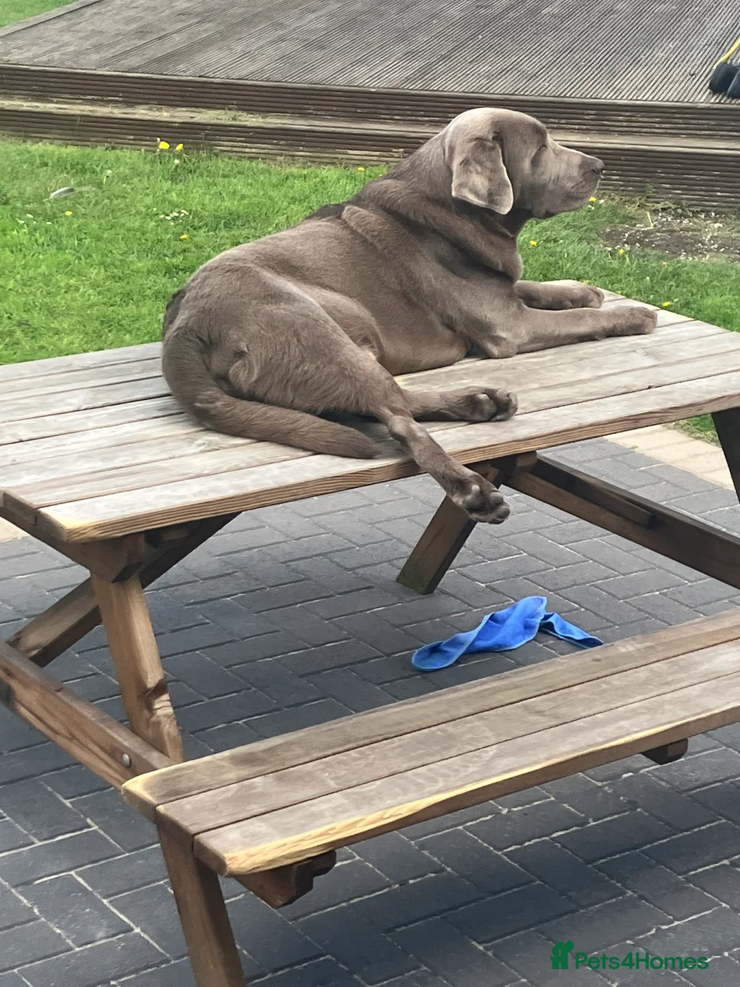 Labrador Retriever dogs for stud: Stunning silver Labrador for stud in Glasgow - Advert 7