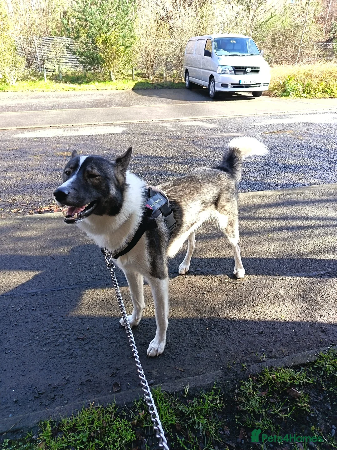 Shepsky dogs for sale: Storm  - Advert 2