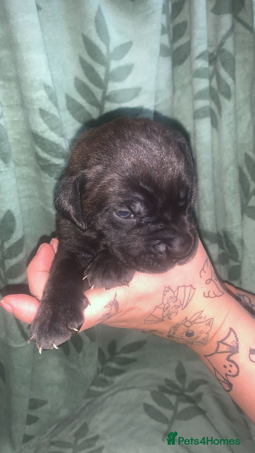 Cane Corso dogs for sale: Beautiful Cane Corso Puppies - Image 4