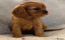 Cavalier King Charles Spaniel dogs for sale: KC REG, HEART, EYE AND DNA TESTED PARENTS - Image 4