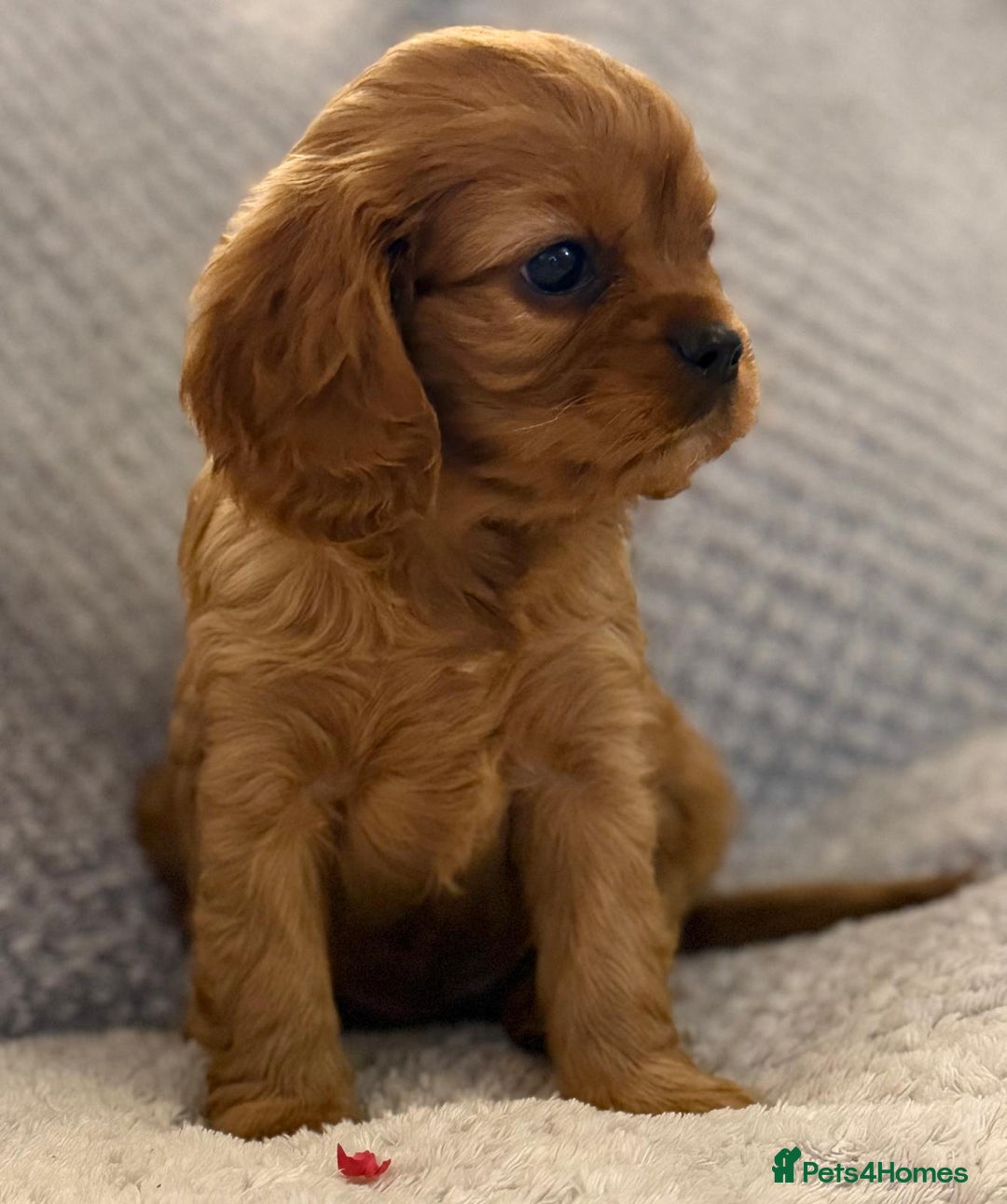 Cavalier King Charles Spaniel dogs for sale: KC REG, HEART, EYE AND DNA TESTED PARENTS - Image 4