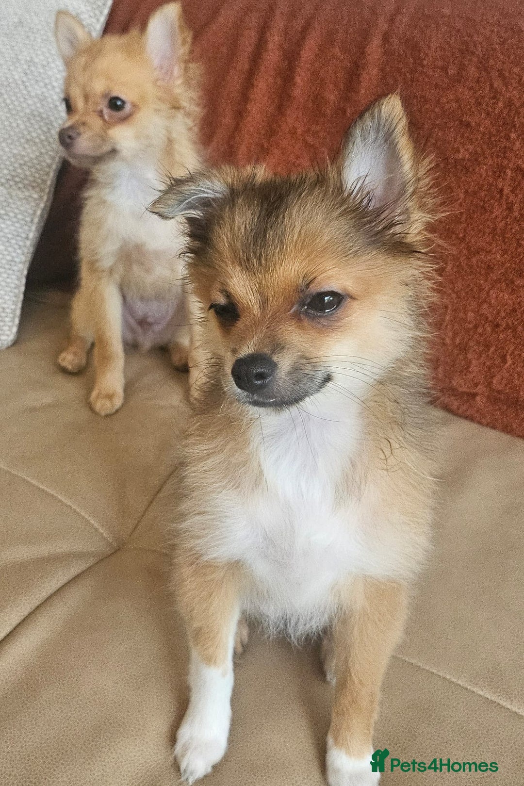 Pomchi dogs for sale: Very cute Pomchis - Image 5