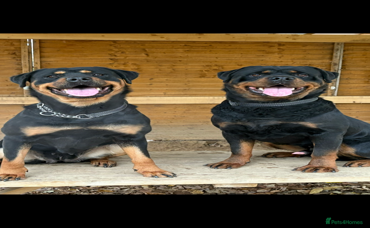 Rottweiler dogs - Advert 9