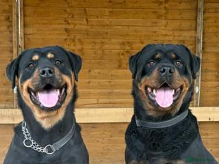Rottweiler dogs - Advert 1