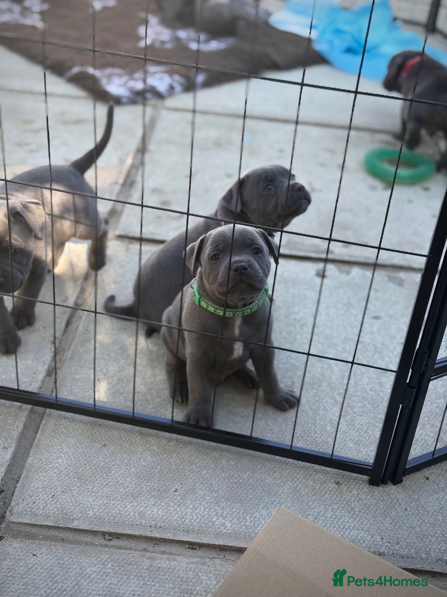 Staffordshire Bull Terrier dogs KC staffy puppies Available - Advert 9