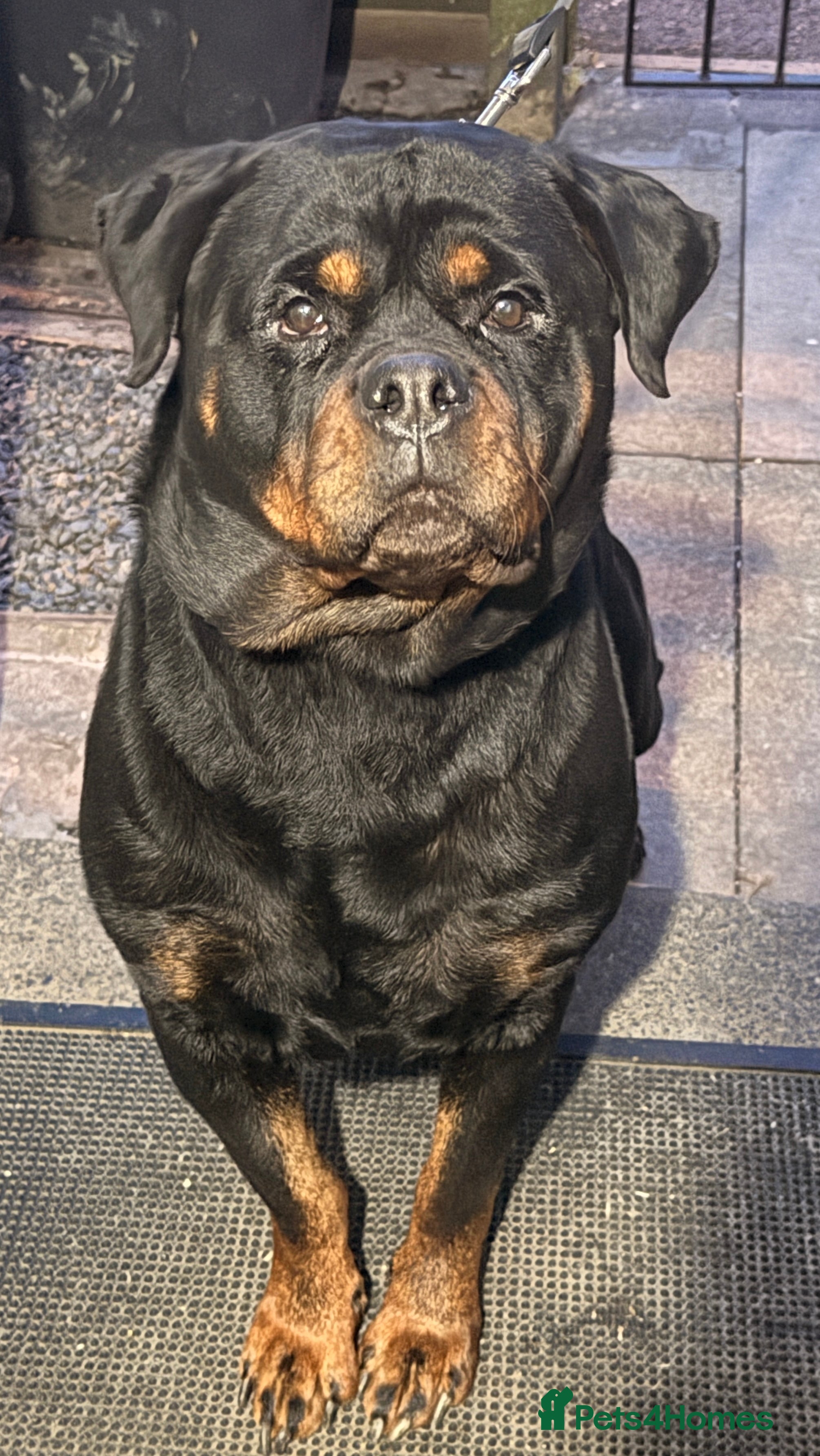 Rottweiler dogs Kc registered health tested female for sale  - Advert 1