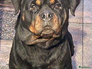 Rottweiler dogs Kc registered health tested female for sale - Advert 1