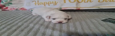 Bichon Frise 1