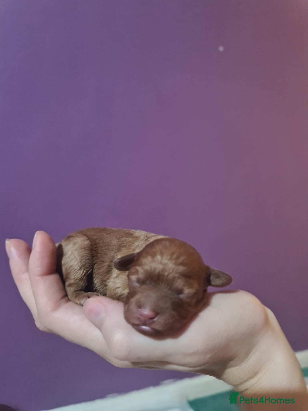 Toy Poodle dogs for sale: Beautiful toy poodle  - Advert 11