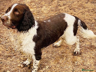 English Springer Spaniel dogs in Wigan - Advert 11