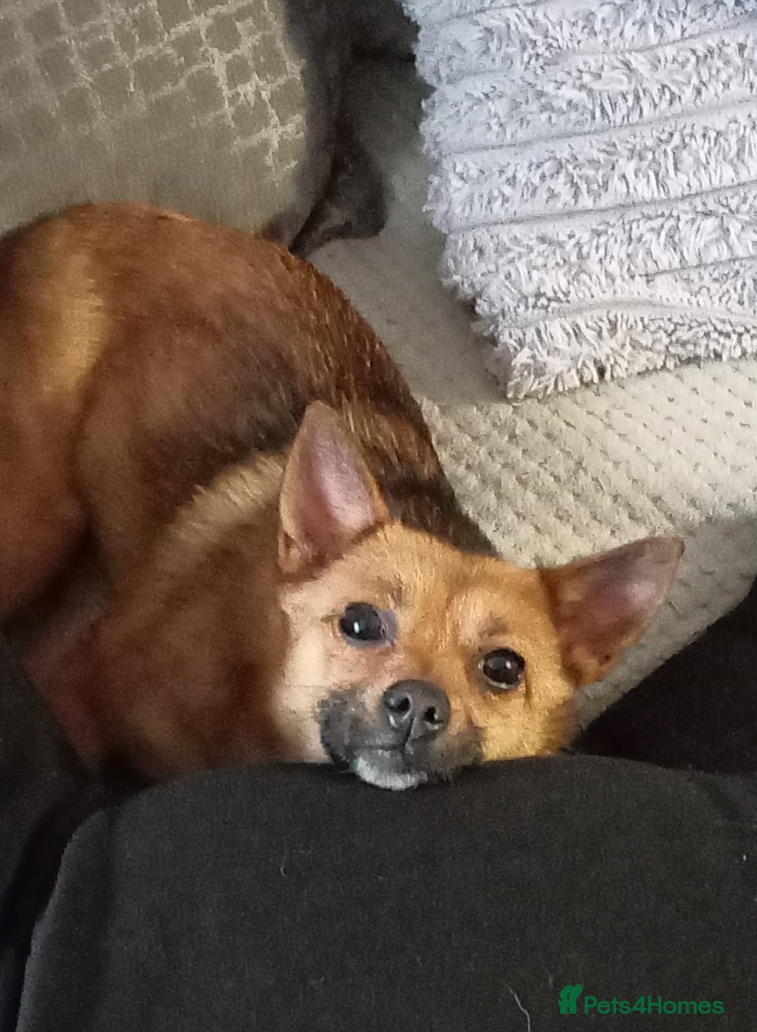 Mixed Breed dogs for sale: Bella  - Advert 6