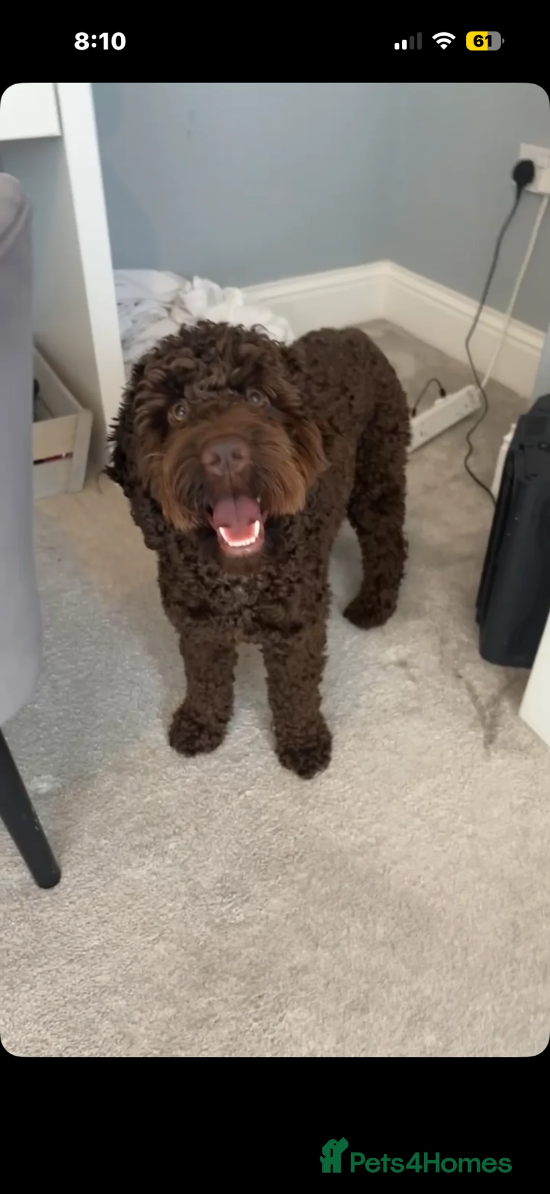 Cockapoo dogs for stud: Cockapoo for stud  in Liverpool - Advert 2