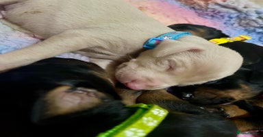 Dobermann dogs - Advert 15